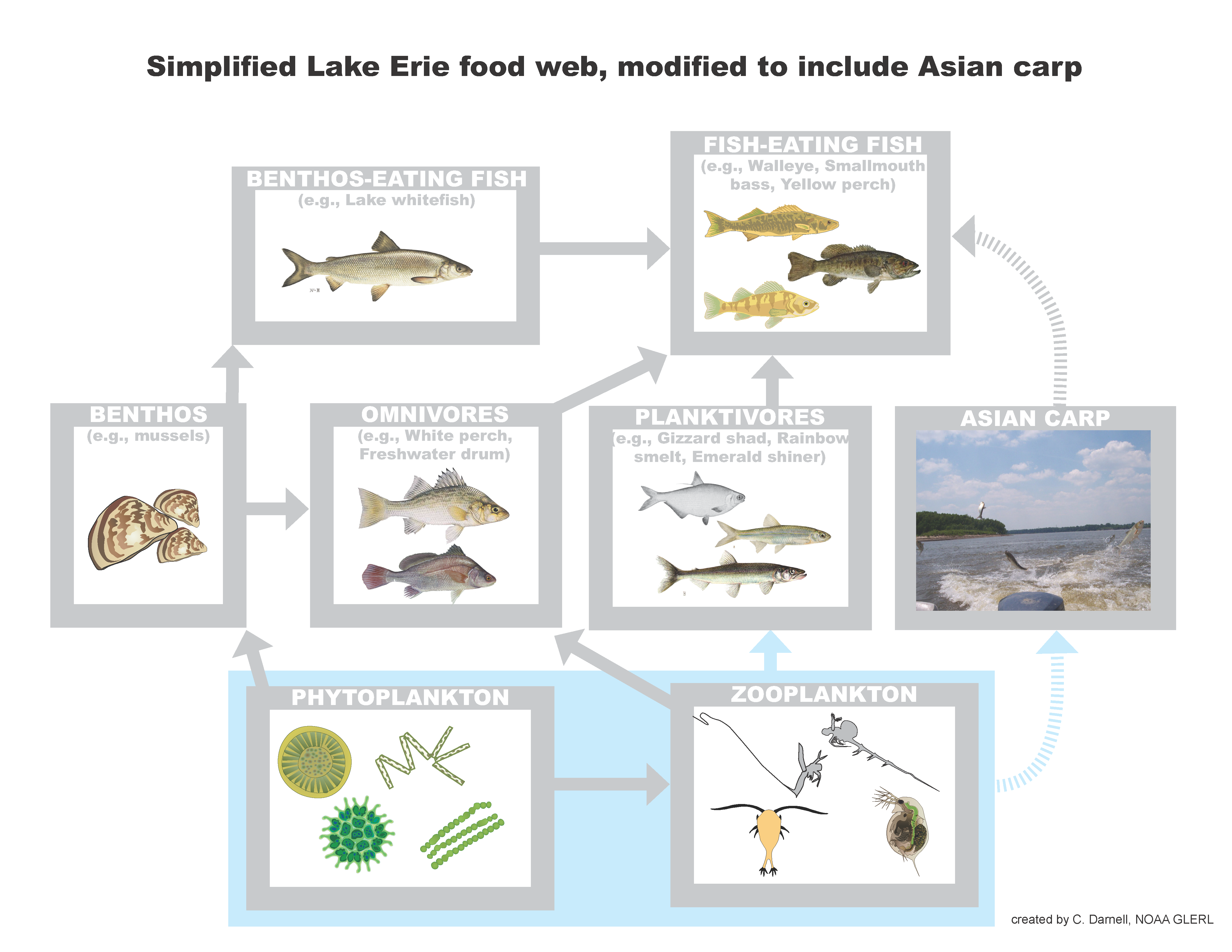 Assessing Risk of Asian Carp Invasion