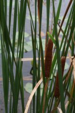 Cattails. Muskegon. September 1, 2010.