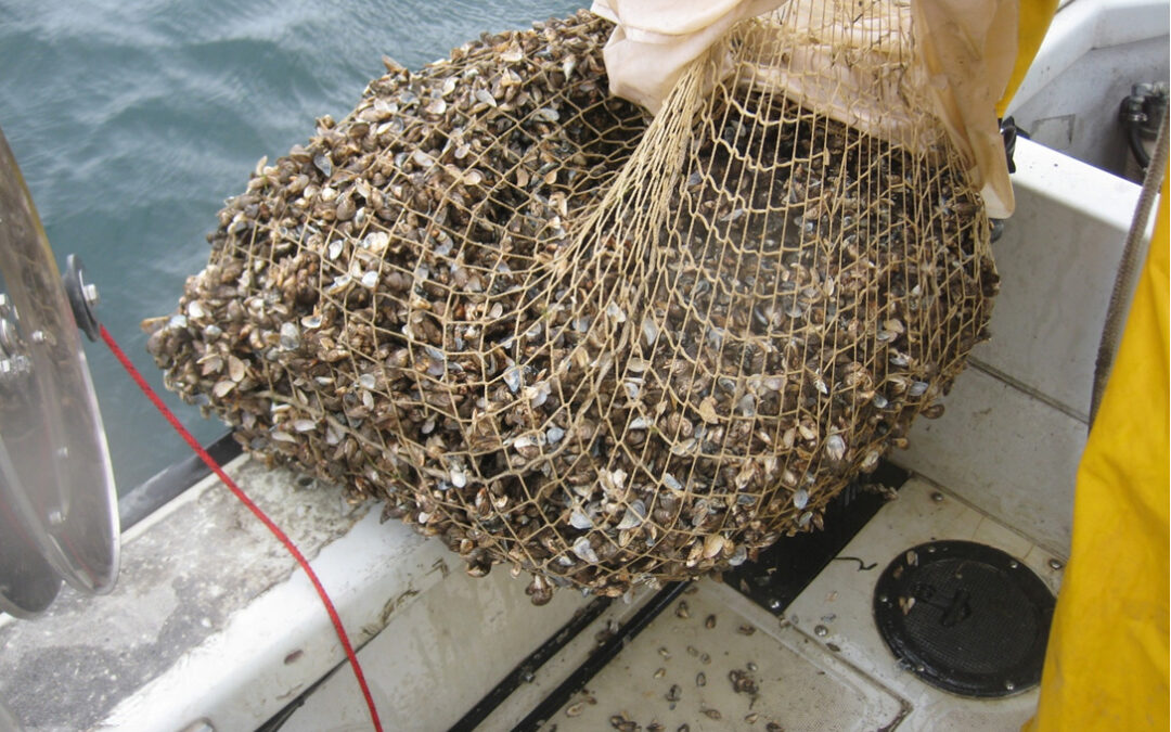 What’s on the Menu? Not Microcystis, Say Mussels