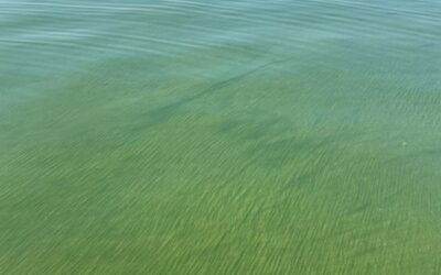 A Tale of Two Rivers: Exploring Western Lake Erie Bloom Conditions